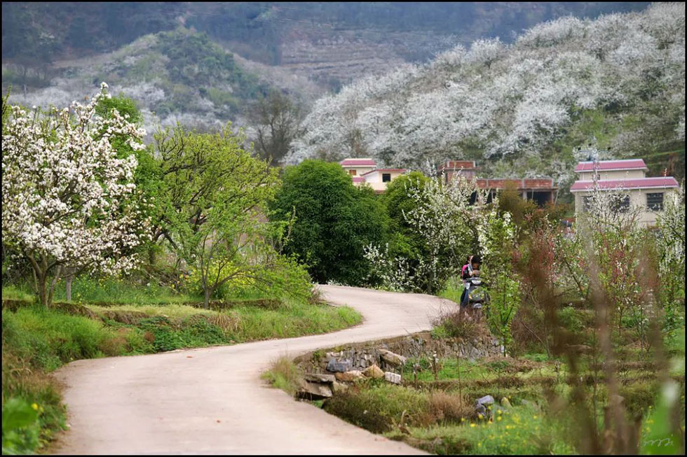 【春天,广西桂林灌阳县向您发出邀请!】我们在灌阳看梨花 - 游山玩水 - 梧州生活社区 - 梧州28生活网 wuzhou.28life.com