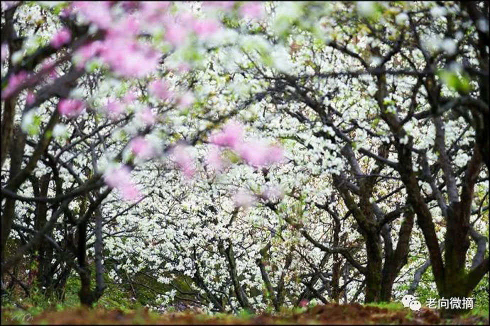 【春天,广西桂林灌阳县向您发出邀请!】我们在灌阳看梨花 - 游山玩水 - 梧州生活社区 - 梧州28生活网 wuzhou.28life.com