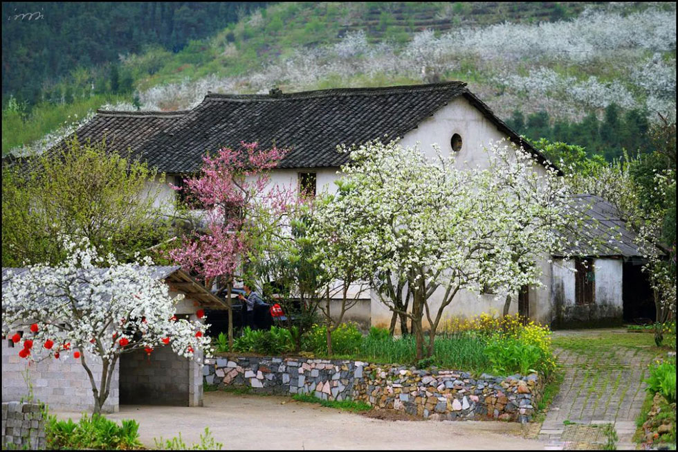 【春天,广西桂林灌阳县向您发出邀请!】我们在灌阳看梨花 - 游山玩水 - 梧州生活社区 - 梧州28生活网 wuzhou.28life.com