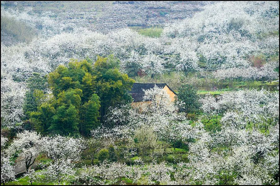 【春天,广西桂林灌阳县向您发出邀请!】我们在灌阳看梨花 - 游山玩水 - 梧州生活社区 - 梧州28生活网 wuzhou.28life.com