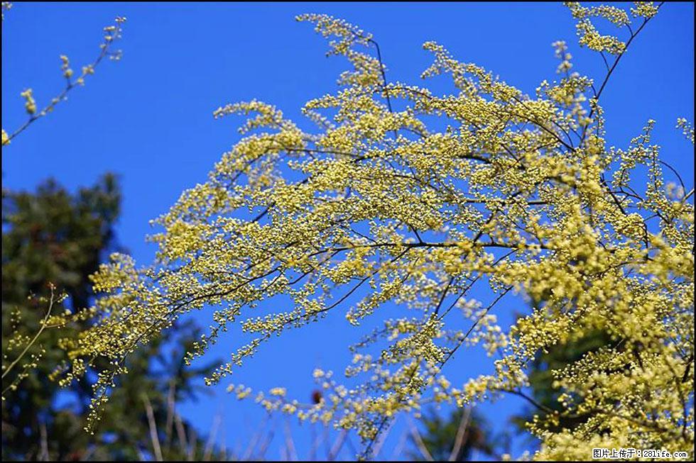 【春天,广西桂林灌阳县向您发出邀请!】米珠山前有片山苍子花在飘香 - 游山玩水 - 梧州生活社区 - 梧州28生活网 wuzhou.28life.com