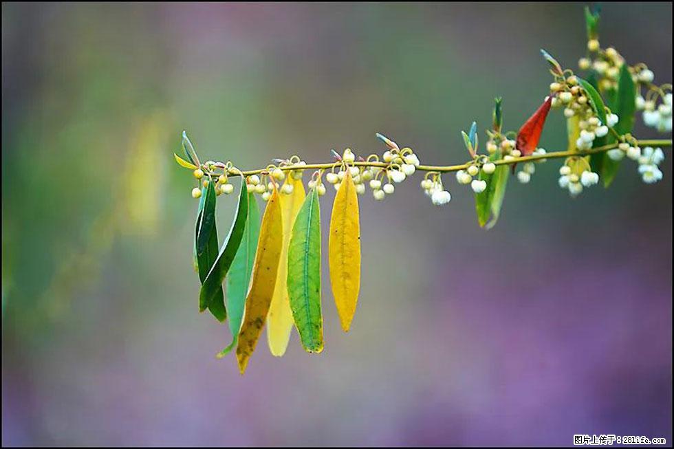 【春天,广西桂林灌阳县向您发出邀请!】米珠山前有片山苍子花在飘香 - 游山玩水 - 梧州生活社区 - 梧州28生活网 wuzhou.28life.com