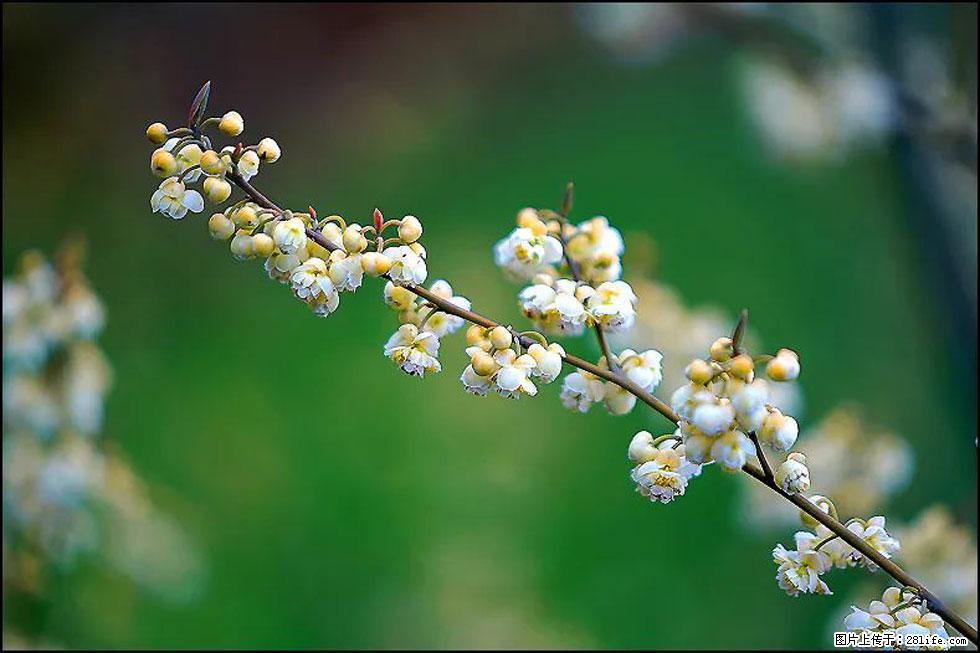【春天,广西桂林灌阳县向您发出邀请!】米珠山前有片山苍子花在飘香 - 游山玩水 - 梧州生活社区 - 梧州28生活网 wuzhou.28life.com