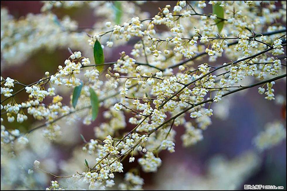 【春天,广西桂林灌阳县向您发出邀请!】米珠山前有片山苍子花在飘香 - 游山玩水 - 梧州生活社区 - 梧州28生活网 wuzhou.28life.com