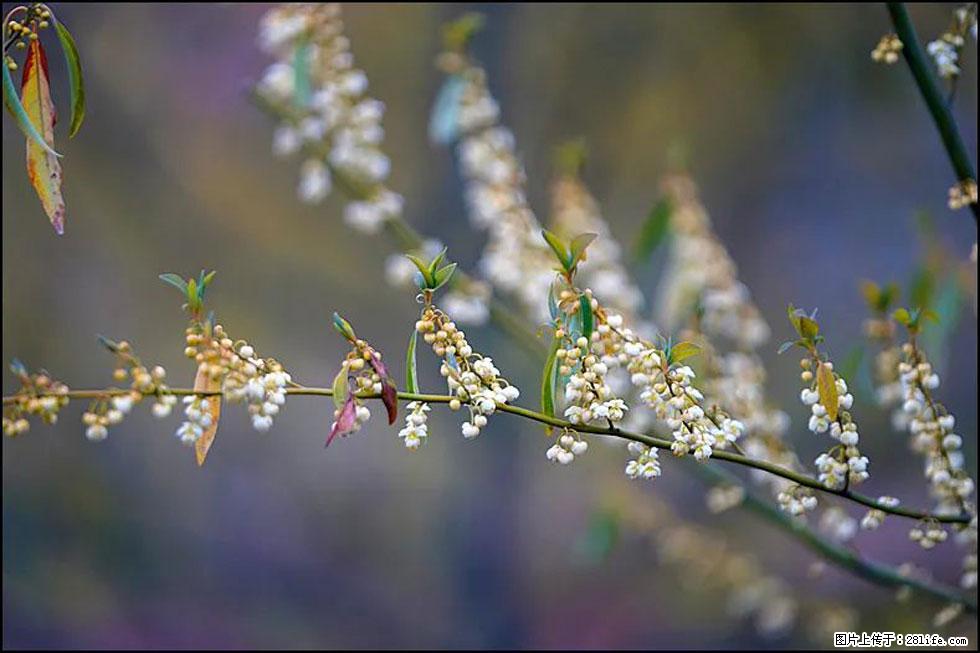 【春天,广西桂林灌阳县向您发出邀请!】米珠山前有片山苍子花在飘香 - 游山玩水 - 梧州生活社区 - 梧州28生活网 wuzhou.28life.com