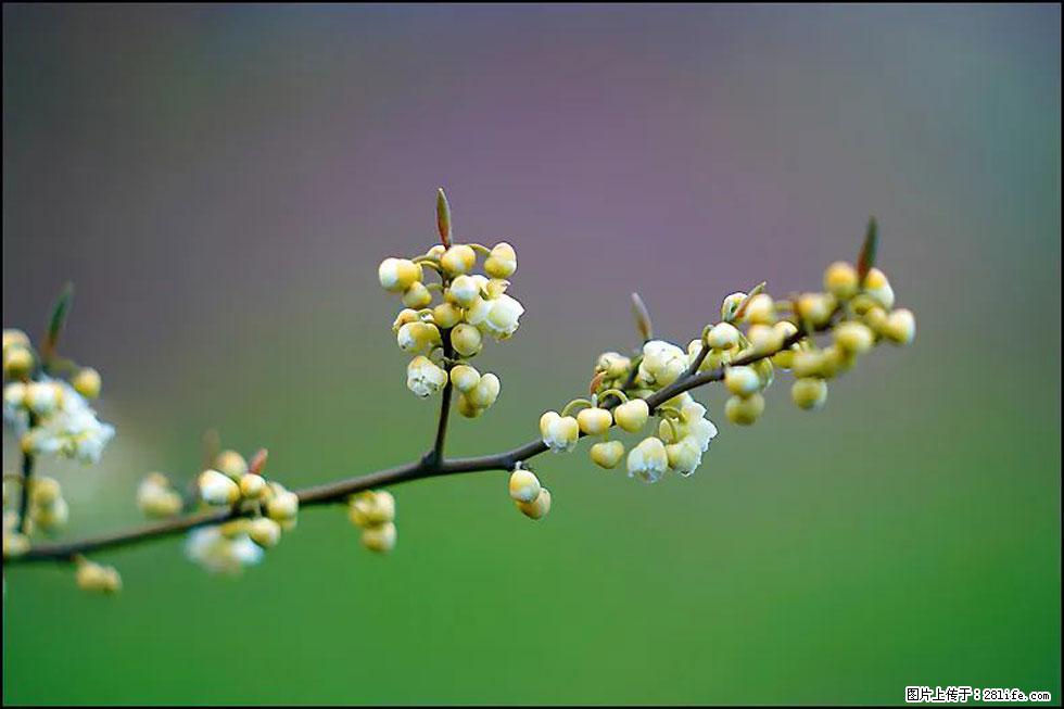 【春天,广西桂林灌阳县向您发出邀请!】米珠山前有片山苍子花在飘香 - 游山玩水 - 梧州生活社区 - 梧州28生活网 wuzhou.28life.com