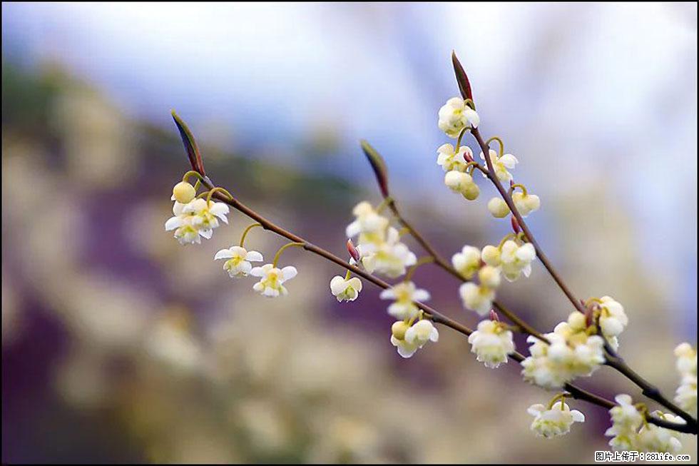 【春天,广西桂林灌阳县向您发出邀请!】米珠山前有片山苍子花在飘香 - 游山玩水 - 梧州生活社区 - 梧州28生活网 wuzhou.28life.com