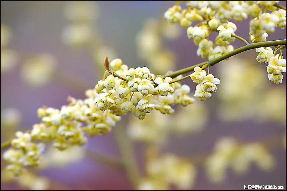 【春天,广西桂林灌阳县向您发出邀请!】米珠山前有片山苍子花在飘香 - 游山玩水 - 梧州生活社区 - 梧州28生活网 wuzhou.28life.com