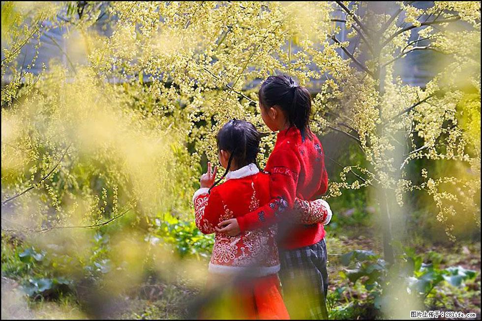 【春天,广西桂林灌阳县向您发出邀请!】米珠山前有片山苍子花在飘香 - 游山玩水 - 梧州生活社区 - 梧州28生活网 wuzhou.28life.com