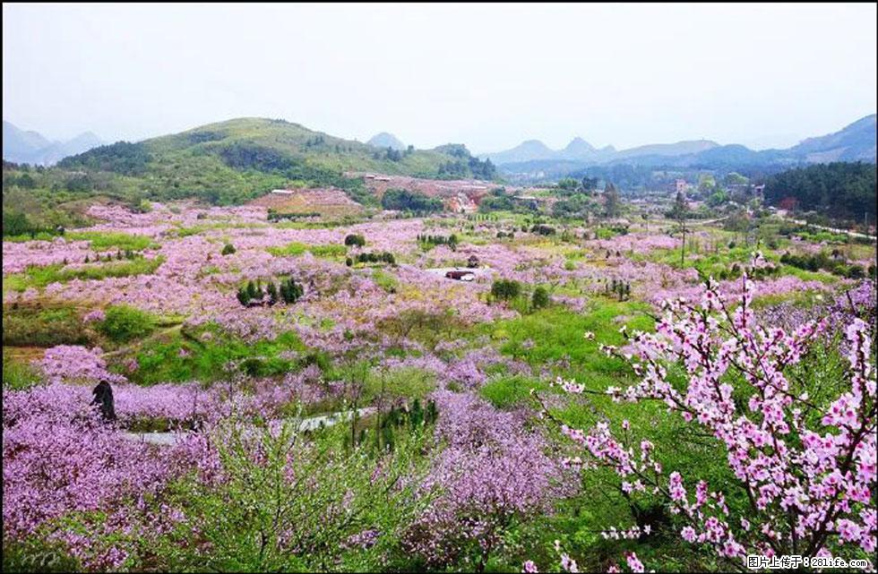 【春天,广西桂林灌阳县向您发出邀请!】官庄村有个醉美的桃花园 - 游山玩水 - 梧州生活社区 - 梧州28生活网 wuzhou.28life.com