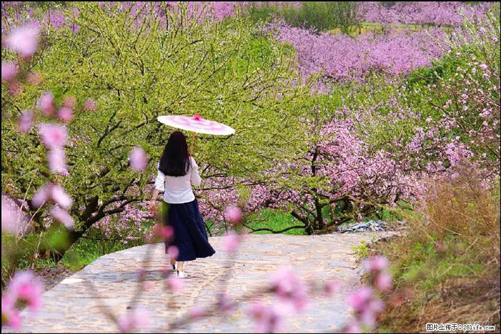 【春天,广西桂林灌阳县向您发出邀请!】官庄村有个醉美的桃花园 - 游山玩水 - 梧州生活社区 - 梧州28生活网 wuzhou.28life.com