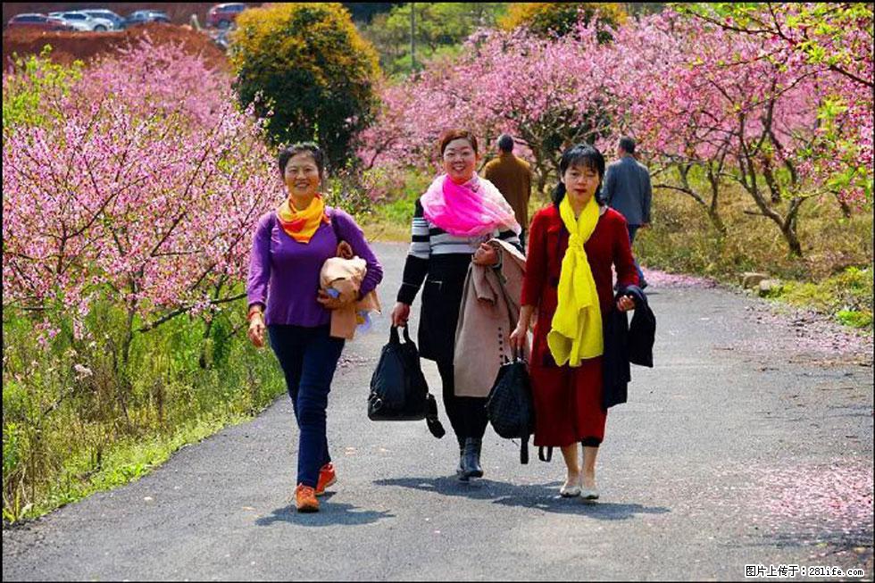 【春天,广西桂林灌阳县向您发出邀请!】官庄村有个醉美的桃花园 - 游山玩水 - 梧州生活社区 - 梧州28生活网 wuzhou.28life.com