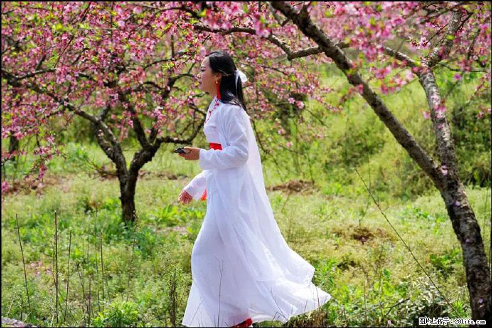 【春天,广西桂林灌阳县向您发出邀请!】官庄村有个醉美的桃花园 - 游山玩水 - 梧州生活社区 - 梧州28生活网 wuzhou.28life.com