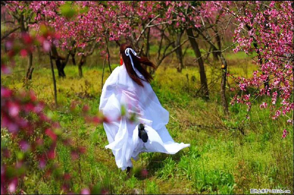 【春天,广西桂林灌阳县向您发出邀请!】官庄村有个醉美的桃花园 - 游山玩水 - 梧州生活社区 - 梧州28生活网 wuzhou.28life.com