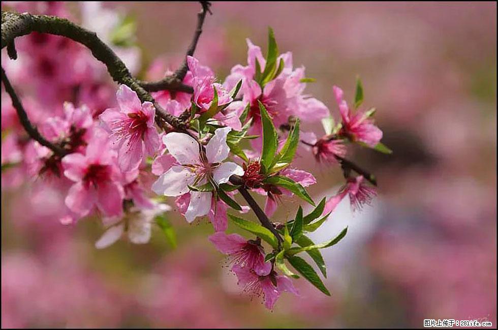 【春天,广西桂林灌阳县向您发出邀请!】官庄村有个醉美的桃花园 - 游山玩水 - 梧州生活社区 - 梧州28生活网 wuzhou.28life.com