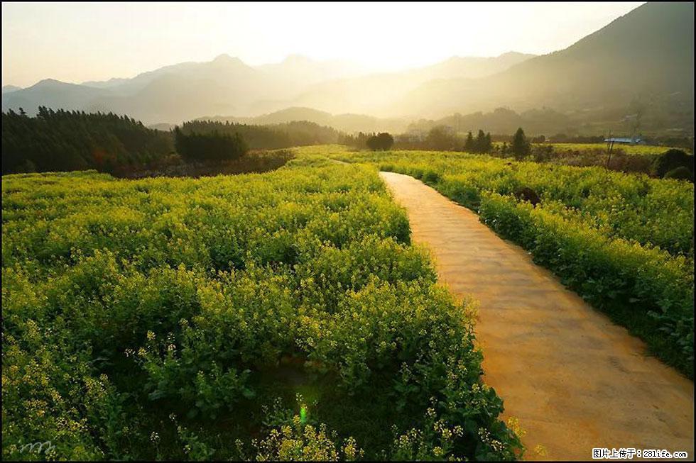 【春天,广西桂林灌阳县向您发出邀请!】长坪村油菜盛情花开 - 游山玩水 - 梧州生活社区 - 梧州28生活网 wuzhou.28life.com