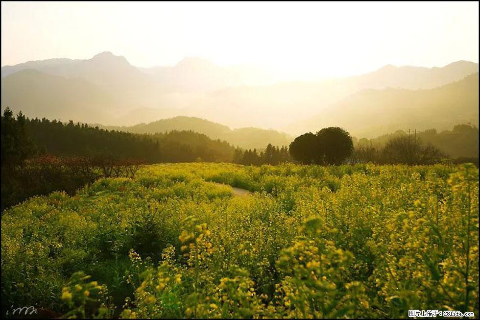 【春天,广西桂林灌阳县向您发出邀请!】长坪村油菜盛情花开 - 游山玩水 - 梧州生活社区 - 梧州28生活网 wuzhou.28life.com