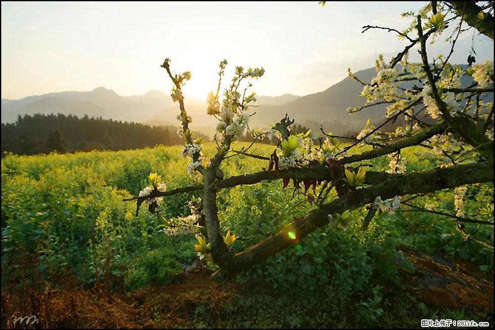 【春天,广西桂林灌阳县向您发出邀请!】长坪村油菜盛情花开 - 游山玩水 - 梧州生活社区 - 梧州28生活网 wuzhou.28life.com