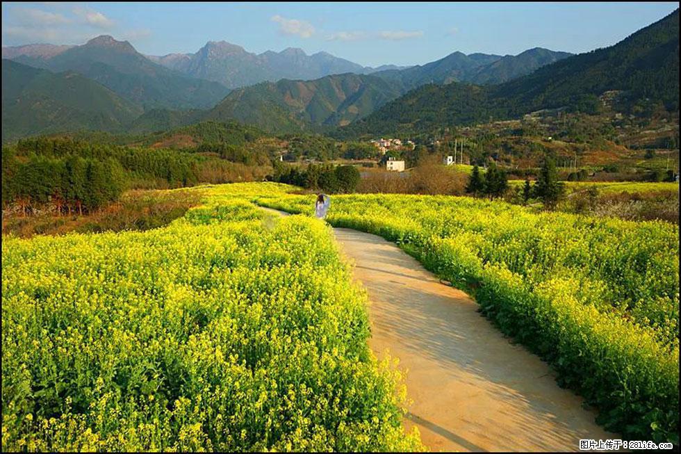 【春天,广西桂林灌阳县向您发出邀请!】长坪村油菜盛情花开 - 游山玩水 - 梧州生活社区 - 梧州28生活网 wuzhou.28life.com