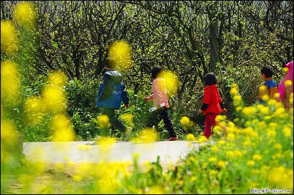 【春天,广西桂林灌阳县向您发出邀请!】长坪村油菜盛情花开 - 游山玩水 - 梧州生活社区 - 梧州28生活网 wuzhou.28life.com