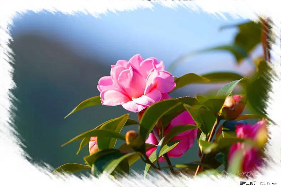 【春天,广西桂林灌阳县向您发出邀请!】杨柳井茶花惹人爱 - 游山玩水 - 梧州生活社区 - 梧州28生活网 wuzhou.28life.com