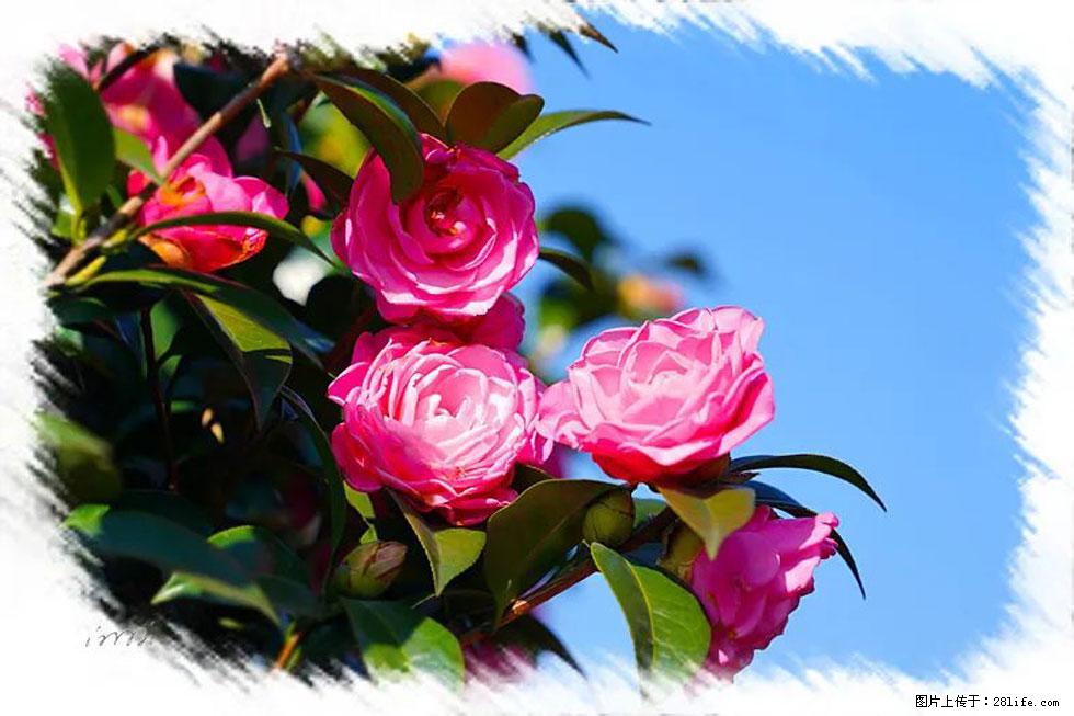 【春天,广西桂林灌阳县向您发出邀请!】杨柳井茶花惹人爱 - 游山玩水 - 梧州生活社区 - 梧州28生活网 wuzhou.28life.com