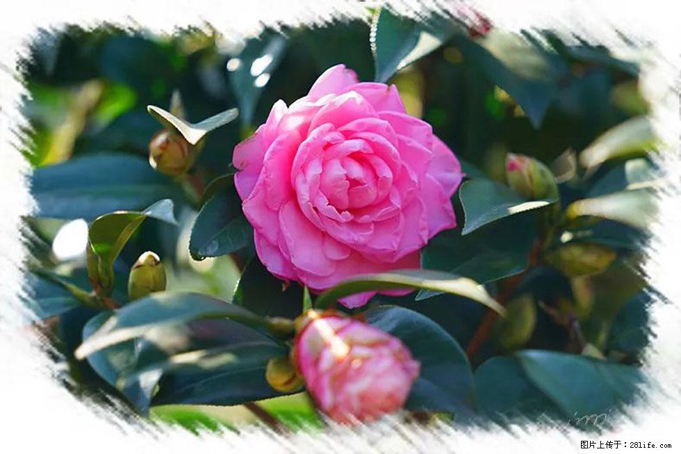 【春天,广西桂林灌阳县向您发出邀请!】杨柳井茶花惹人爱 - 游山玩水 - 梧州生活社区 - 梧州28生活网 wuzhou.28life.com