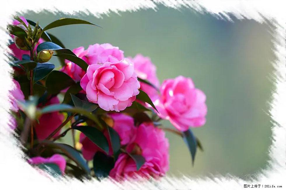 【春天,广西桂林灌阳县向您发出邀请!】杨柳井茶花惹人爱 - 游山玩水 - 梧州生活社区 - 梧州28生活网 wuzhou.28life.com