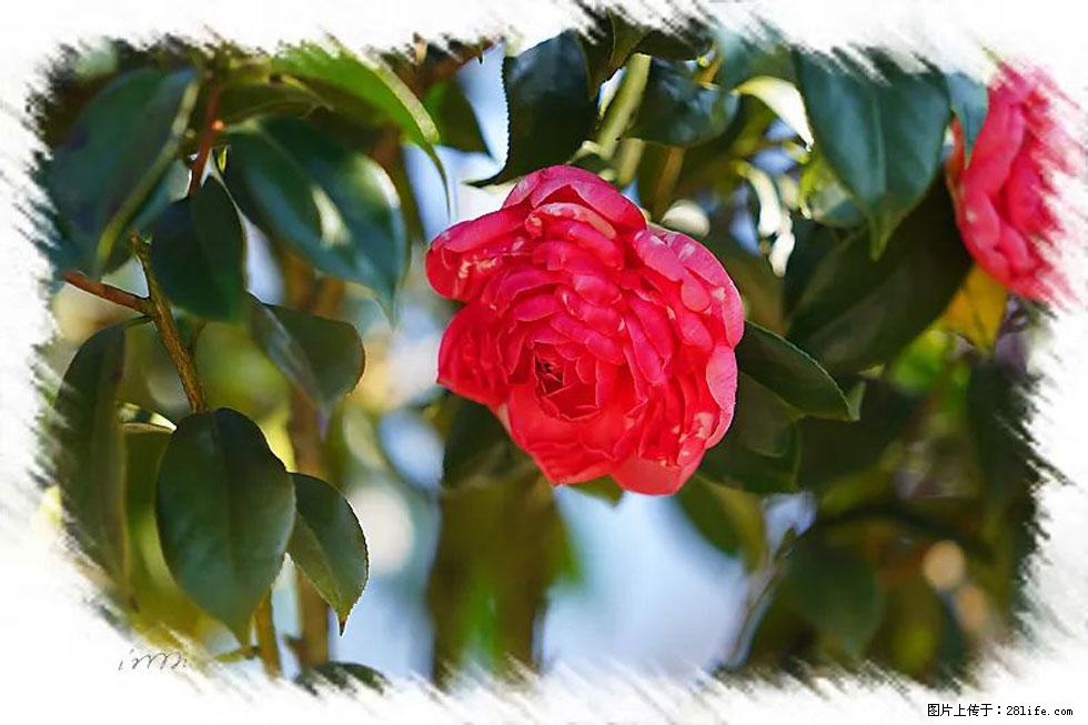 【春天,广西桂林灌阳县向您发出邀请!】杨柳井茶花惹人爱 - 游山玩水 - 梧州生活社区 - 梧州28生活网 wuzhou.28life.com