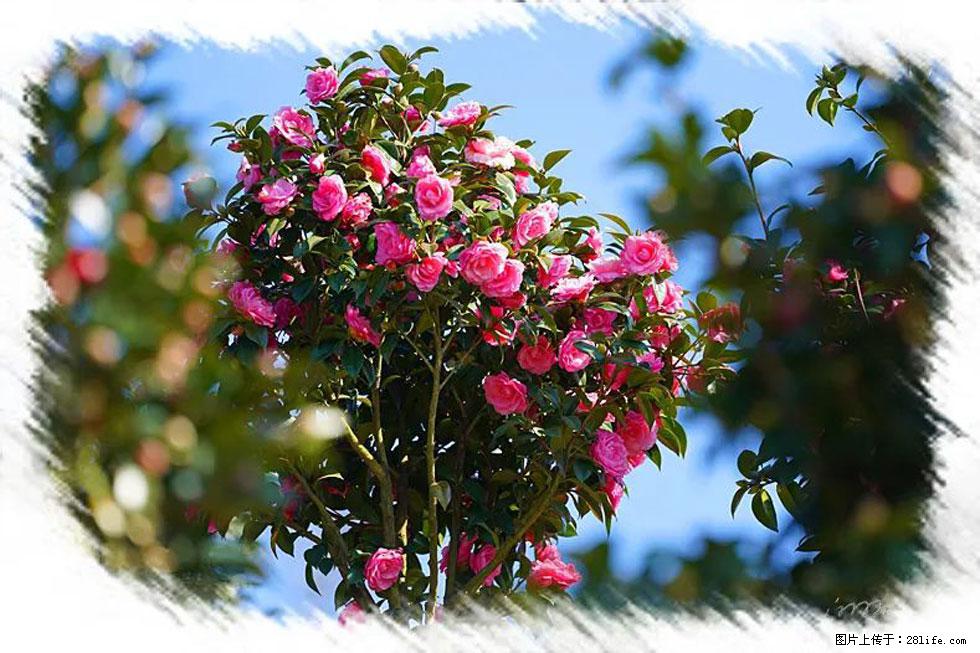 【春天,广西桂林灌阳县向您发出邀请!】杨柳井茶花惹人爱 - 游山玩水 - 梧州生活社区 - 梧州28生活网 wuzhou.28life.com