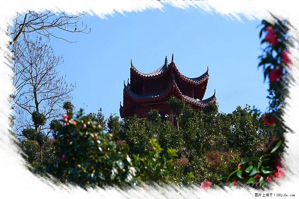 【春天,广西桂林灌阳县向您发出邀请!】杨柳井茶花惹人爱 - 游山玩水 - 梧州生活社区 - 梧州28生活网 wuzhou.28life.com