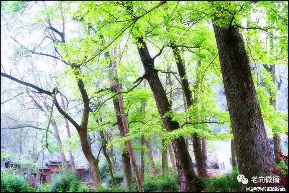 【春天,广西桂林灌阳县向您发出邀请!】在小龙村与春天约会 - 游山玩水 - 梧州生活社区 - 梧州28生活网 wuzhou.28life.com