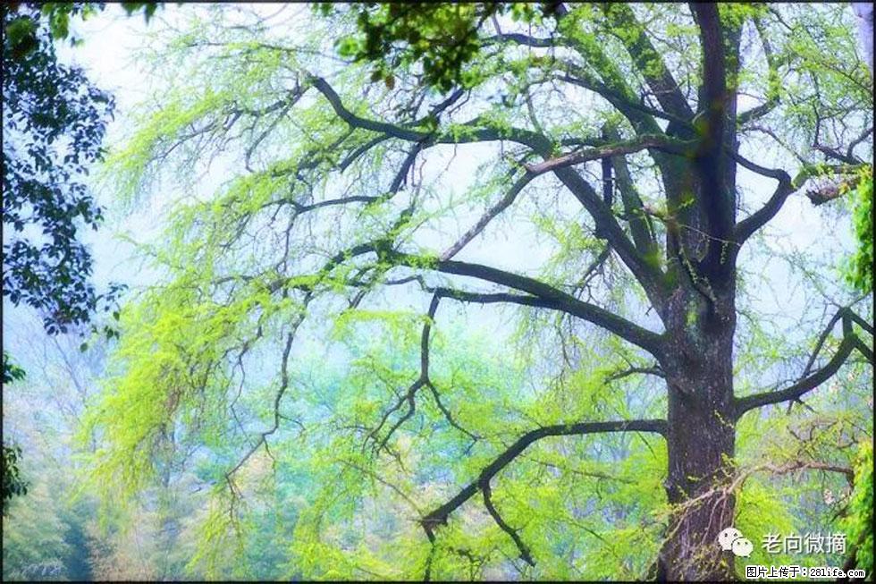 【春天,广西桂林灌阳县向您发出邀请!】在小龙村与春天约会 - 游山玩水 - 梧州生活社区 - 梧州28生活网 wuzhou.28life.com