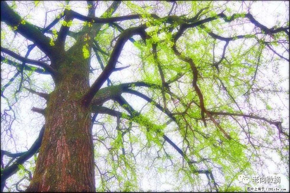 【春天,广西桂林灌阳县向您发出邀请!】在小龙村与春天约会 - 游山玩水 - 梧州生活社区 - 梧州28生活网 wuzhou.28life.com