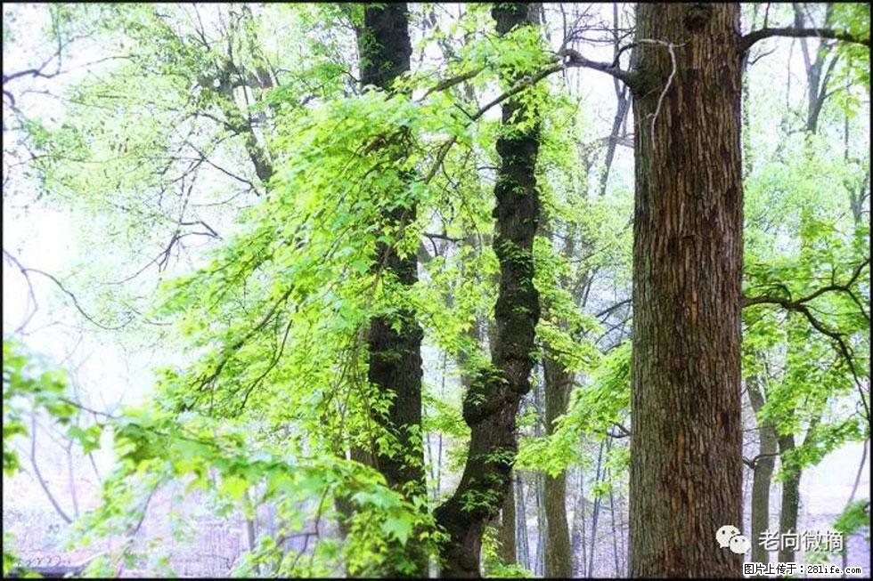 【春天,广西桂林灌阳县向您发出邀请!】在小龙村与春天约会 - 游山玩水 - 梧州生活社区 - 梧州28生活网 wuzhou.28life.com