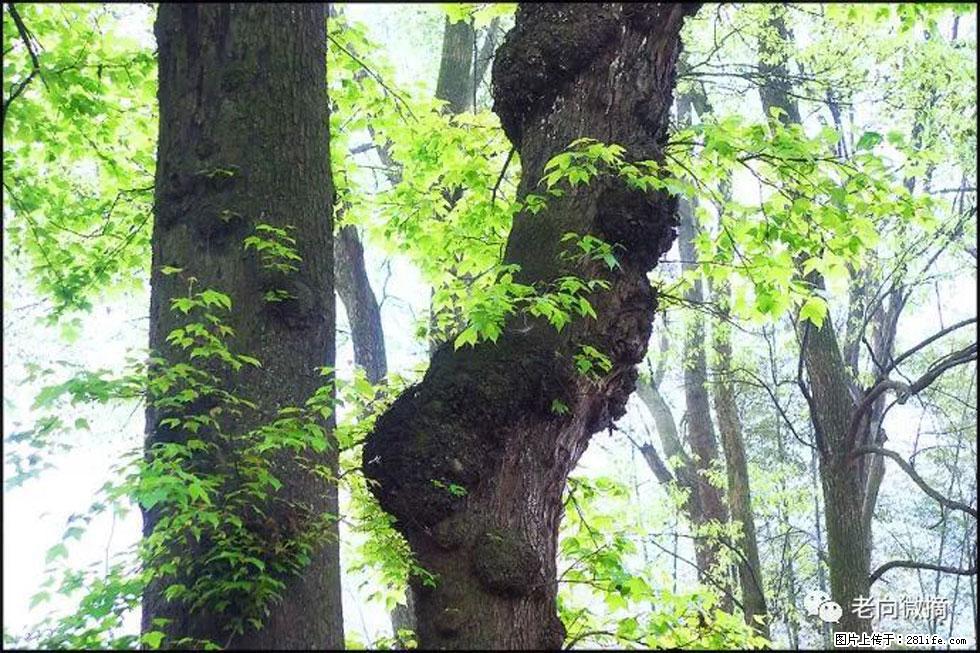 【春天,广西桂林灌阳县向您发出邀请!】在小龙村与春天约会 - 游山玩水 - 梧州生活社区 - 梧州28生活网 wuzhou.28life.com