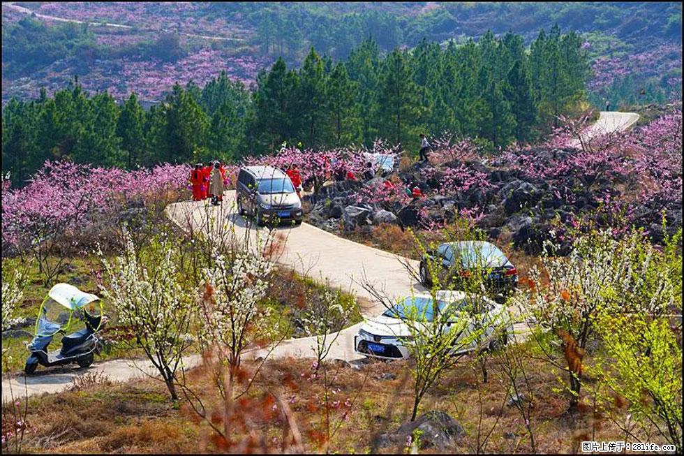 【春天,广西桂林灌阳县向您发出邀请!】望月岭上桃花开 - 游山玩水 - 梧州生活社区 - 梧州28生活网 wuzhou.28life.com