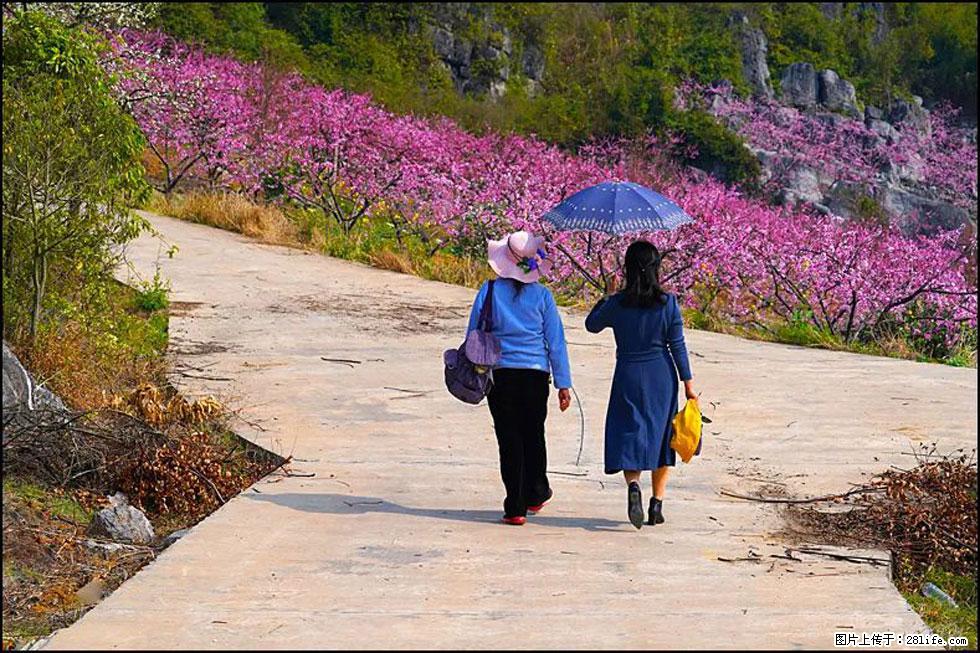 【春天,广西桂林灌阳县向您发出邀请!】望月岭上桃花开 - 游山玩水 - 梧州生活社区 - 梧州28生活网 wuzhou.28life.com