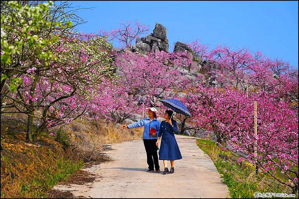 【春天,广西桂林灌阳县向您发出邀请!】望月岭上桃花开 - 游山玩水 - 梧州生活社区 - 梧州28生活网 wuzhou.28life.com