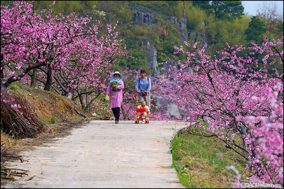 【春天,广西桂林灌阳县向您发出邀请!】望月岭上桃花开 - 游山玩水 - 梧州生活社区 - 梧州28生活网 wuzhou.28life.com