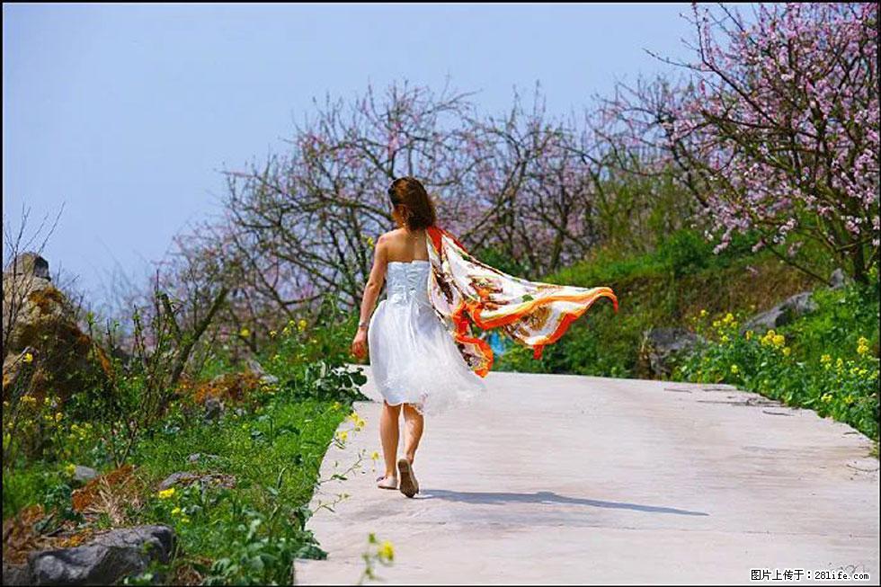 【春天,广西桂林灌阳县向您发出邀请!】望月岭上桃花开 - 游山玩水 - 梧州生活社区 - 梧州28生活网 wuzhou.28life.com