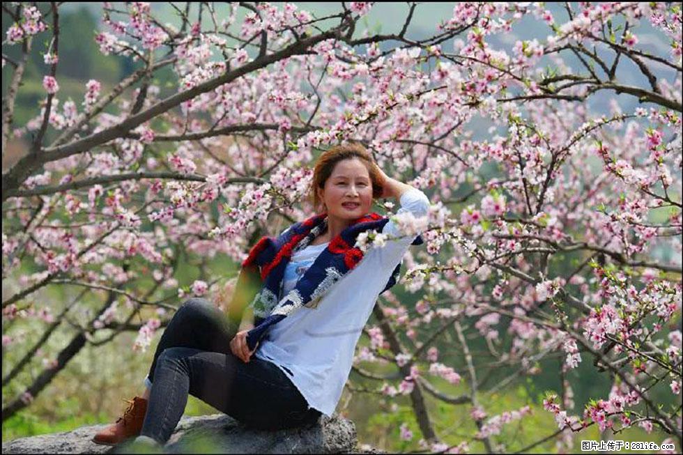 【春天,广西桂林灌阳县向您发出邀请!】望月岭上桃花开 - 游山玩水 - 梧州生活社区 - 梧州28生活网 wuzhou.28life.com