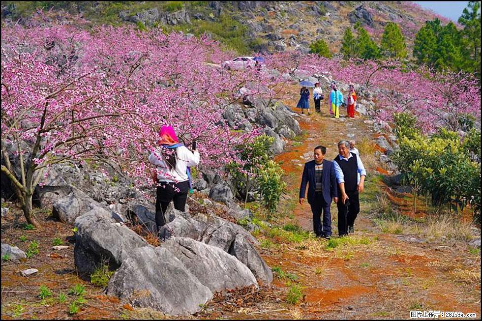 【春天,广西桂林灌阳县向您发出邀请!】望月岭上桃花开 - 游山玩水 - 梧州生活社区 - 梧州28生活网 wuzhou.28life.com