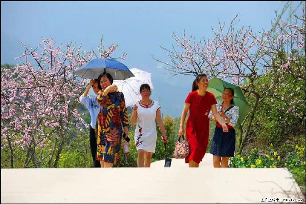 【春天,广西桂林灌阳县向您发出邀请!】望月岭上桃花开 - 游山玩水 - 梧州生活社区 - 梧州28生活网 wuzhou.28life.com