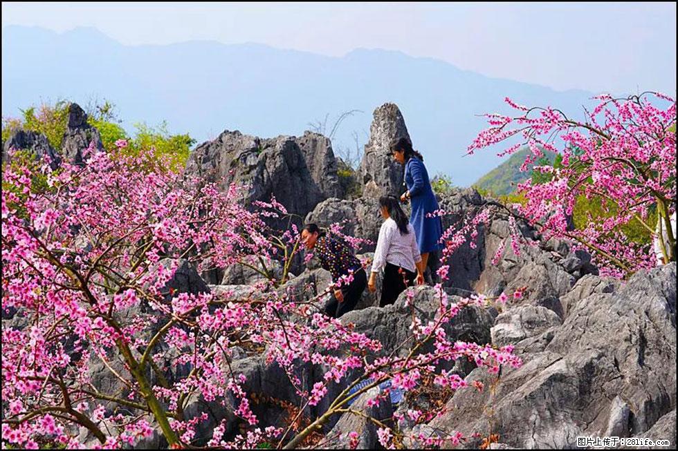 【春天,广西桂林灌阳县向您发出邀请!】望月岭上桃花开 - 游山玩水 - 梧州生活社区 - 梧州28生活网 wuzhou.28life.com