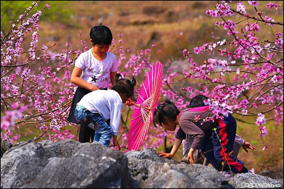 【春天,广西桂林灌阳县向您发出邀请!】望月岭上桃花开 - 游山玩水 - 梧州生活社区 - 梧州28生活网 wuzhou.28life.com