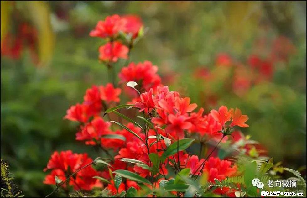 【春天,广西桂林灌阳县向您发出邀请!】登麒麟山,相约映山红 - 游山玩水 - 梧州生活社区 - 梧州28生活网 wuzhou.28life.com