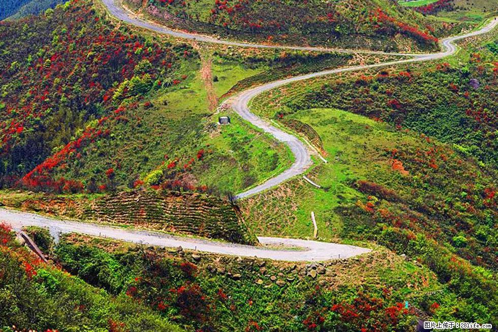 【春天,广西桂林灌阳县向您发出邀请!】春木界上映山红 - 游山玩水 - 梧州生活社区 - 梧州28生活网 wuzhou.28life.com