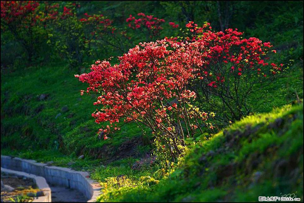 【春天,广西桂林灌阳县向您发出邀请!】春木界上映山红 - 游山玩水 - 梧州生活社区 - 梧州28生活网 wuzhou.28life.com