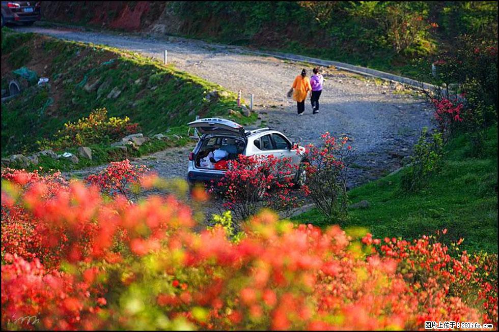 【春天,广西桂林灌阳县向您发出邀请!】春木界上映山红 - 游山玩水 - 梧州生活社区 - 梧州28生活网 wuzhou.28life.com